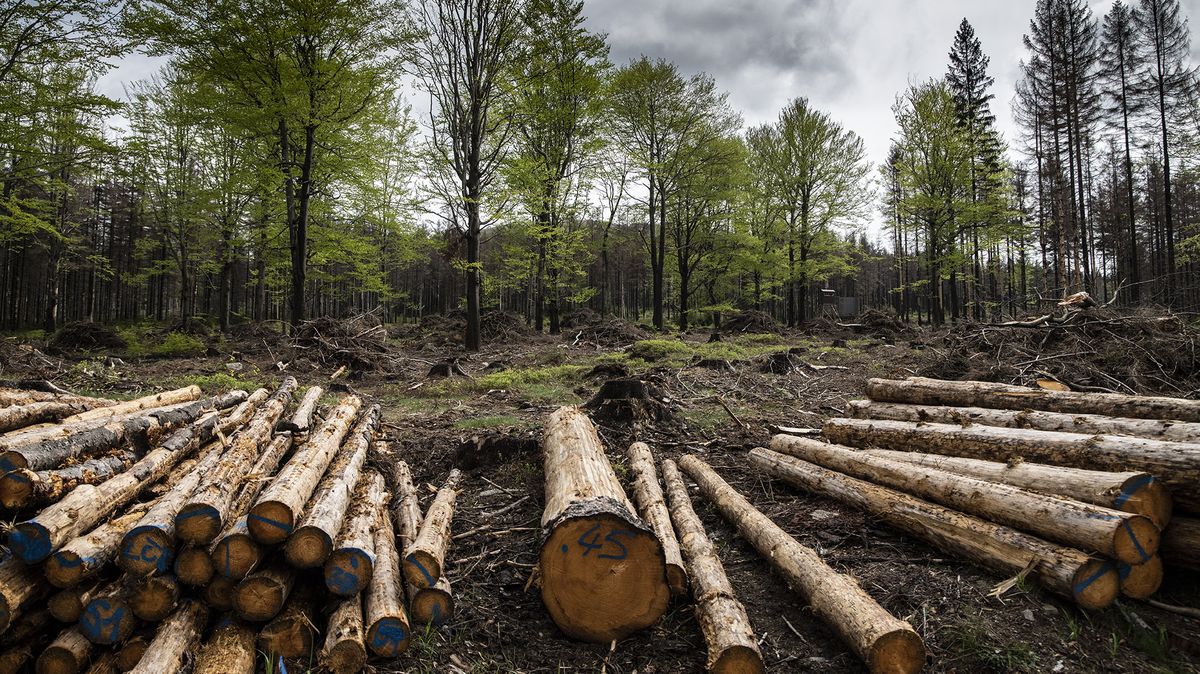 Dřevorubci kácí rizikové stromy u silnice na Pomezní Boudy v Krkonoších